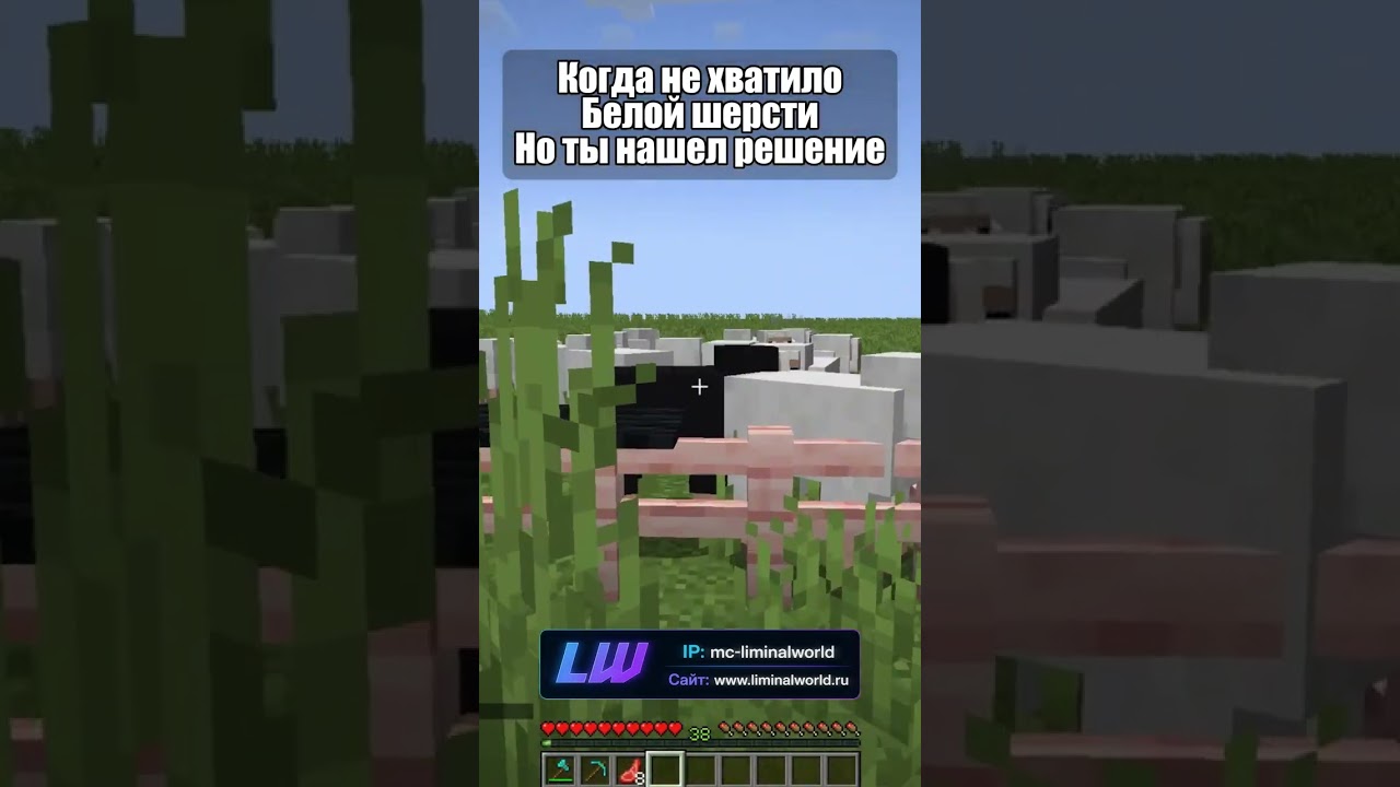 Когда не хватило белой шерсти