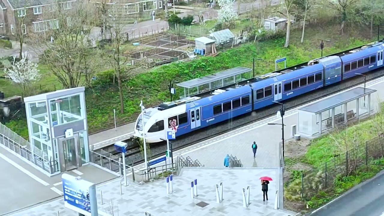 Квiти Хризантеми